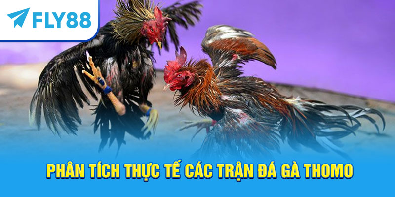 Fly88 – Trang Cá Cược Đá Gà Thomo Trực Tuyến Uy Tín Tốt Nhất 2025 3 Fly88 – Trang cá cược đá gà Thomo trực tuyến uy tín